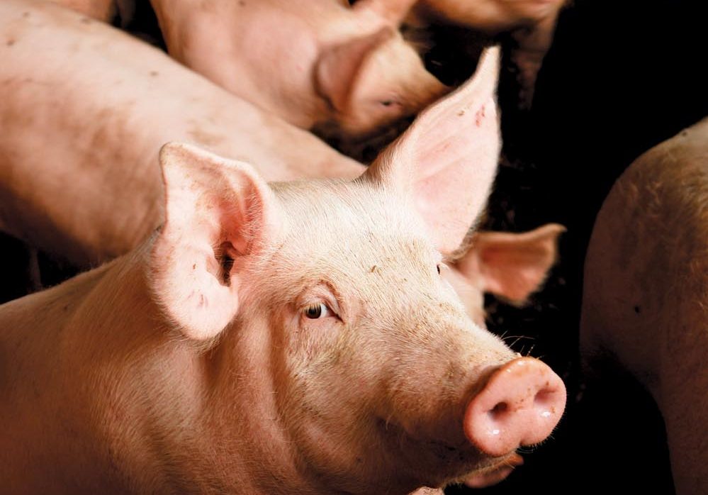 Feds promise funds for hog disease risk pilot