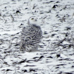 An “irruption” of snowy owls has brought many of the birds to southern Manitoba.