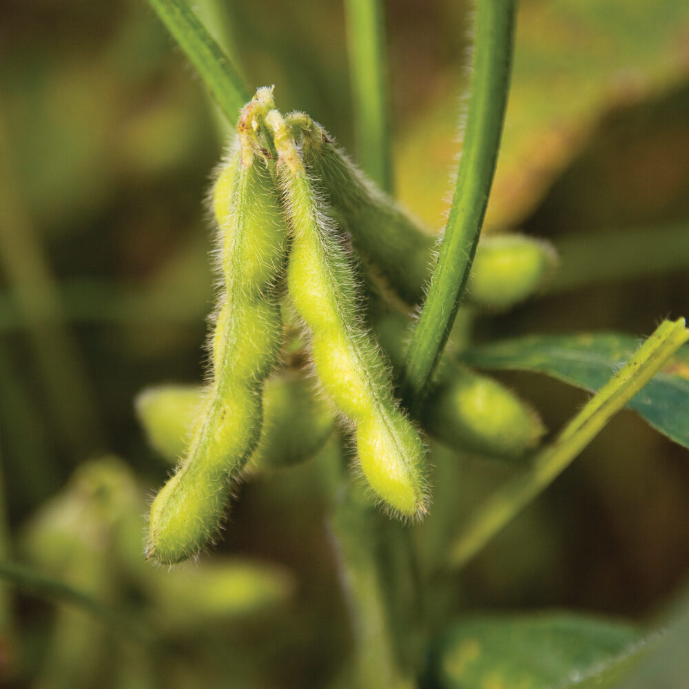 Argentine corn, soy output to fall due to dryness, capital controls, exchange