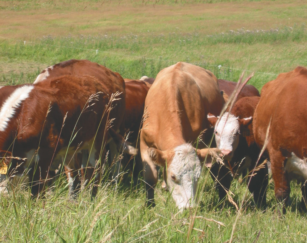 Crown grazing leases are getting more expensive over the next two years and that worries the province’s ranchers.