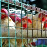 Some feed mills and slaughterhouses in China are still shut due to the coronavirus outbreak.