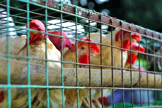 Some feed mills and slaughterhouses in China are still shut due to the coronavirus outbreak.