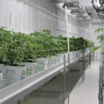 Cannabis plants about two weeks after transplant into their growing pod.