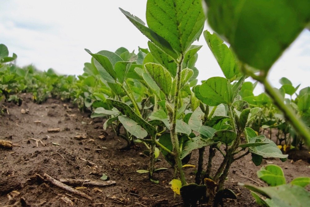 File photo of young plants in a soybean field in Argentina. (Gracieross/iStock/Getty Images)
