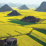 China continues to produce, import and consume plenty of canola. But for the past year very little has come from Canada.