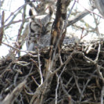 A great horned owl.