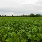 File photo of a tobacco crop in Zimbabwe. (Munya Chawora/iStock/Getty Images)