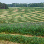 Manitoba hay production goes well beyond alfalfa — and so should forage insurance, producers say.