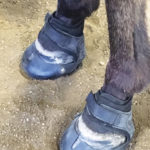 Horse boots can offer physical protection to the delicate foot structure.