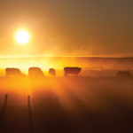 At sunrise and sunset, the angle of the sun is such that the insolation has to travel through much more atmosphere than during the day.
