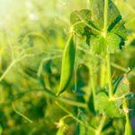 Roquette’s pea plant has promised to be a boon for the sector, but are growers ready to sign on the dotted line?