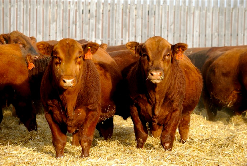Bull sales still rolling despite pandemic