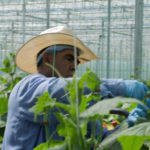 A foreign laborer tends to plants in a greenhouse.