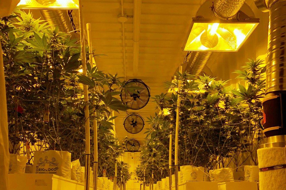 Cannabis plants at a licensed indoor production facility in Winnipeg. (Dave Bedard photo)
