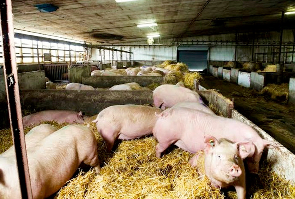 One human resources co-ordinator says some pork producers would soon be looking for international workers to fill vacancies in barns during seeding time.