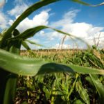 Nearly 16 million corn and soybean acres sat idle in 2019 due to the excessive rains.