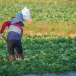 Every year, Canada requires around 60,000 international workers for the agricultural sector.