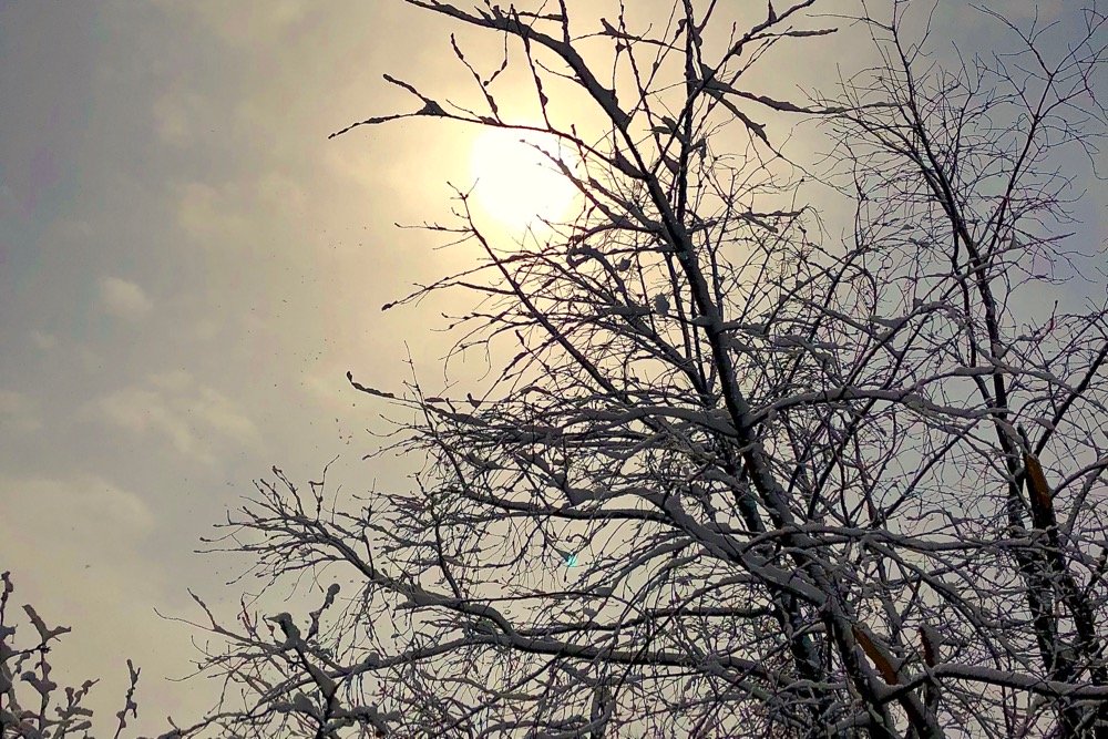 Fresh snowfall in Winnipeg&rsquo;s Fort Rouge area on April 8, 2020. (GFM Staff)
