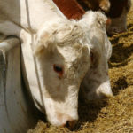 Beef producers have seen meat prices rise as cattle prices have fallen.