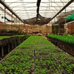 A local nursery association is arguing that garden markets should be considered “essential” too as their services offer food to the public as well.