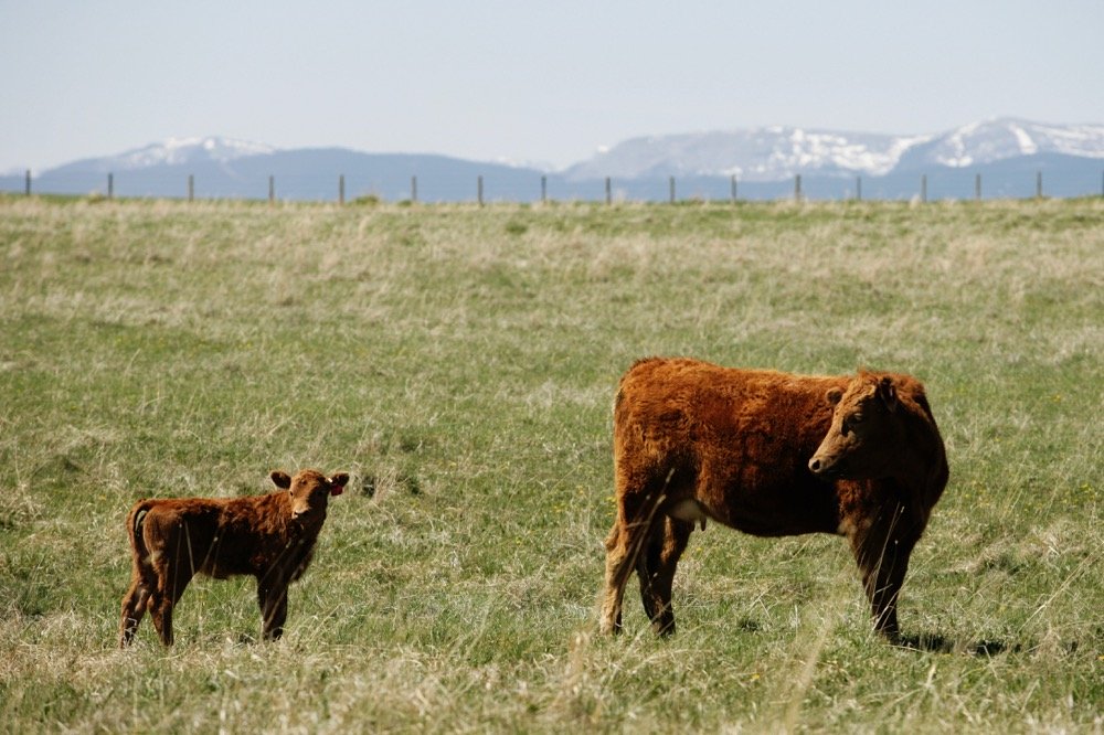 (Photo courtesy Canada Beef Inc.)
