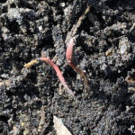 A kochia seedling breaks ground near Winkler in late March.