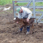 The key to treating a calf with scours is to identify the problem and treat the animal early.