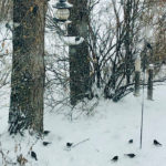 If you thought the weather earlier this month in Manitoba was for the birds, well, you might be on to something.