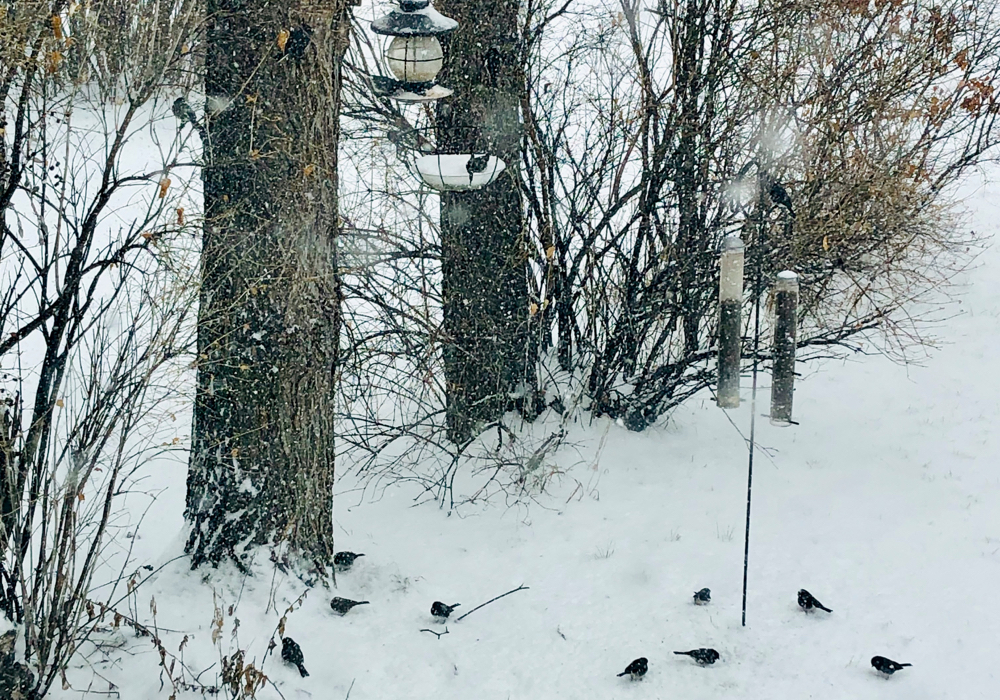 If you thought the weather earlier this month in Manitoba was for the birds, well, you might be on to something.