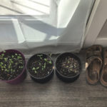 Is food security anxiety seeing a Victory garden revival?