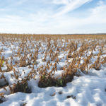This field of soybeans near Altamont was snow covered Oct. 17, 2019, but was eventually harvested last fall. However, more than 400,000 acres of annual insured crops weren’t harvested as of Nov. 20, 2019.