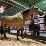 (Ag.calgarystampede.com)