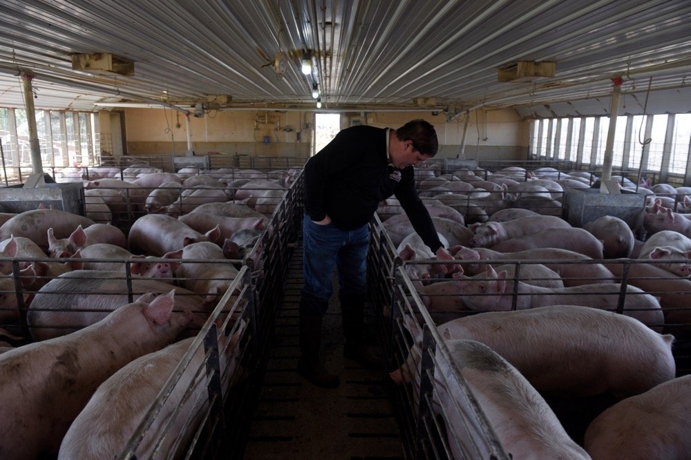 Hog farmer Mike Patterson walks through one of his barns at Kenyon, Minnesota, about 70 km south of St. Paul, on April 23, 2020. (Photo: Reuters/Nicholas Pfosi)
