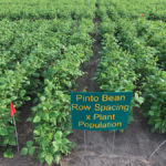 For the past decade, North Dakota State University has conducted field research on bean yields versus plant population and row size.