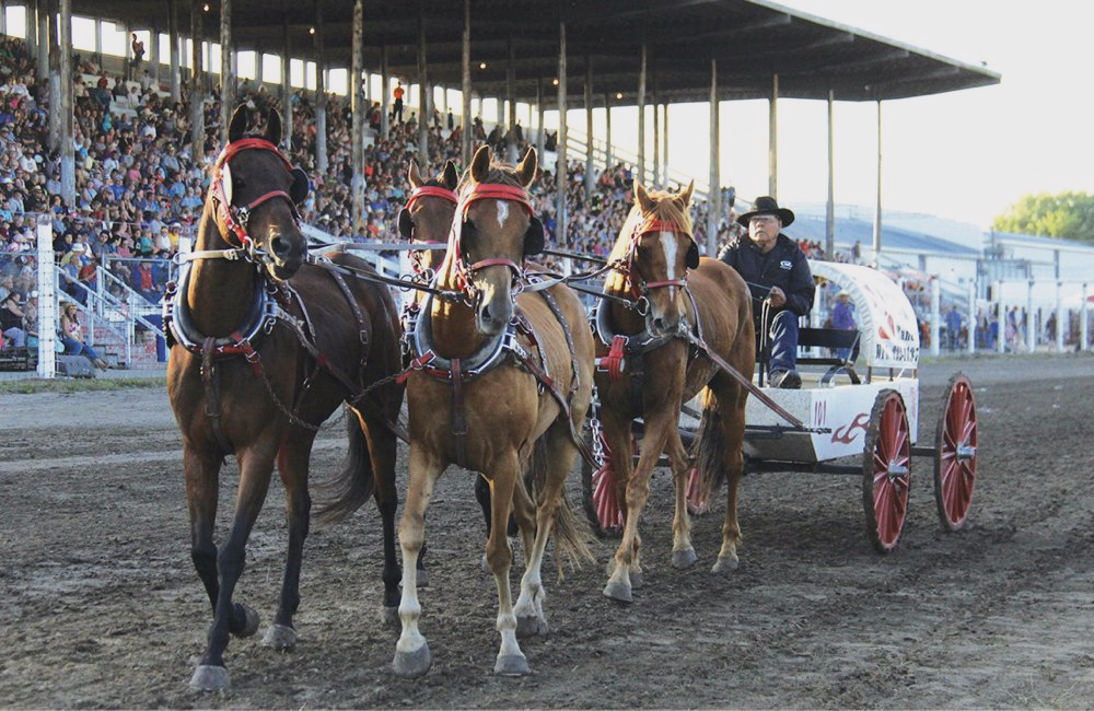 A chuckwagon outfit at the 2019 Manitoba Stampede.
