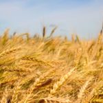 “Winter wheat used to have a 40 per cent yield advantage to spring wheat and now that’s shrunk down to 10 to 20 per cent.” – Ken Gross.
