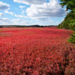 File photo of a New Brunswick blueberry field in autumn. (EdCorey/iStock/Getty Images)