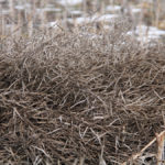 A lot of unharvested canola and wheat acres stayed behind on Manitoba fields over the winter due to poor harvest weather last fall, but what remained this spring may not be all that bad.