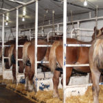 PMU producers have seen volumes fall and the collection season curtailed in recent years.