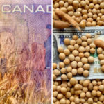 While U.S. farmers are getting billions of dollars to help them through the current economic crisis, some say Canada’s efforts to help out farmers have fallen short.