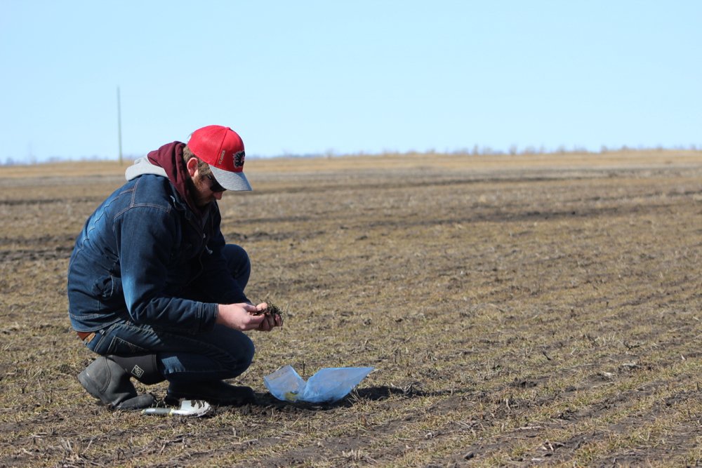 Is your winter wheat off to a good start?