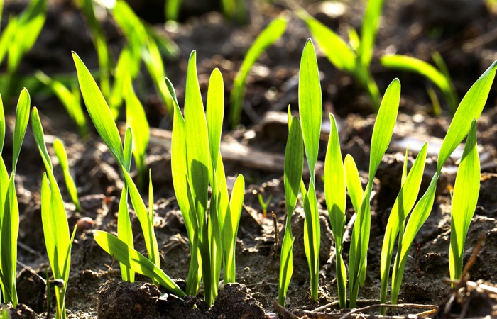 Has COVID-19 nixed AAFC’s 2020 research program?
