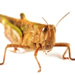 Prairie pest report says grasshopper risk low