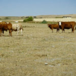 Pastures are stressed after two dry years, and another slow, cool spring, leading to worries there could be another conception wreck this season.