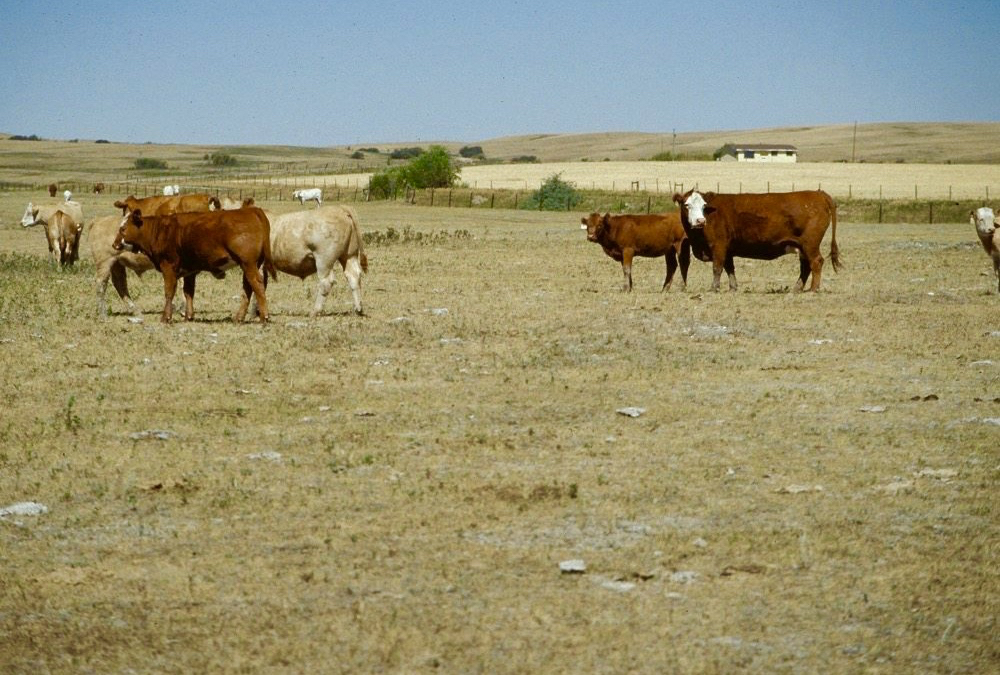 Pastures are stressed after two dry years, and another slow, cool spring, leading to worries there could be another conception wreck this season.