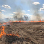 Ellis Seeds burns an unharvested flax field near Wawanesa this spring after quality samples deemed it not worth harvesting.