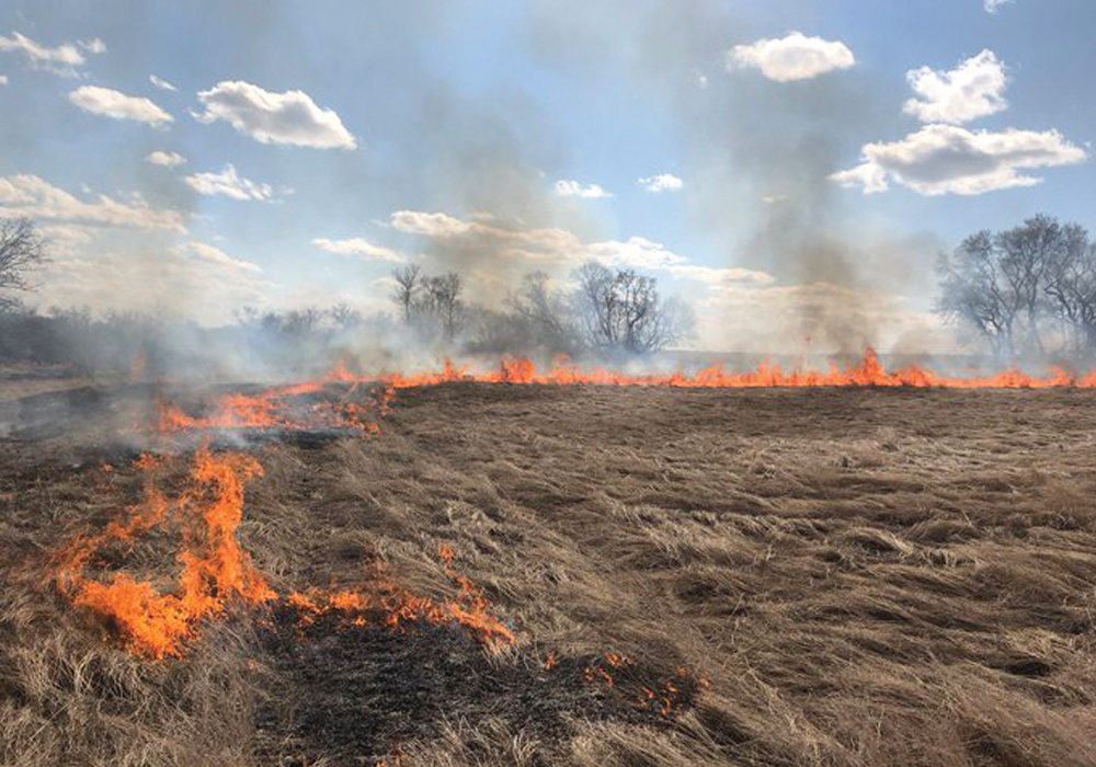 Ellis Seeds burns an unharvested flax field near Wawanesa this spring after quality samples deemed it not worth harvesting.