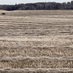 With unharvested canola in the field, the trade is eyeing StatsCan stocks figures warily.