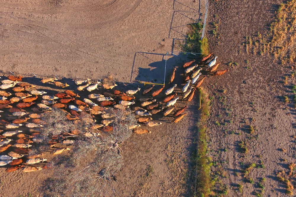 A file photo of cattle mustering in Australia’s Outback. (Hypedesk/iStock/Getty Images)
