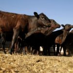 Certified beef cattle are pictured on May 13, 2020 at Rancho Estrada in the town of San Agustin, on the outskirts of Ciudad Juarez, Mexico. (Photo: Reuters/Jose Luis Gonzalez)